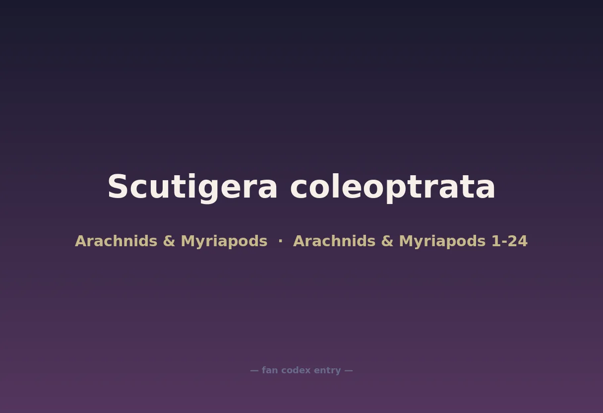 Scutigera coleoptrata