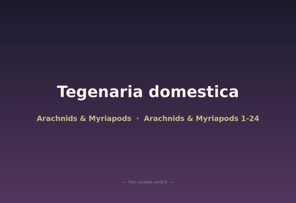 Tegenaria domestica